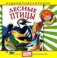. Лесные птицы