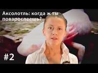 Евгения Тимонова. Аксолотль: когда ж ты повзрослеешь?