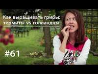 Евгения Тимонова. Как выращивать грибы: термиты vs голландцы