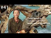 Евгения Тимонова. Манта: как встретить морского дьявола