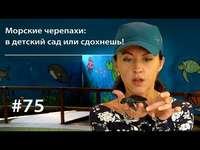 . Морские черепахи: в детский сад или сдохнешь!