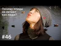 . Почему птицы не летают как люди?