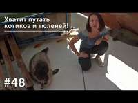 . Хватит путать котиков и тюленей!