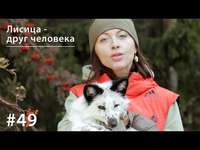 Евгения Тимонова. Лисица - друг человека
