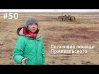. Летающие лошади Пржевальского