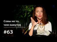 . Совы не то, чем кажутся