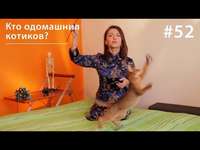 . Кто одомашнил котиков?