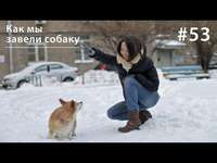 Евгения Тимонова. Как мы завели собаку?