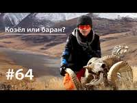 . Козёл или баран?