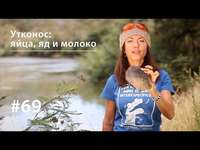 Евгения Тимонова. Утконос: яйца, яд и молоко