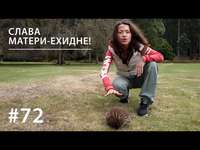 . Слава Матери-ехидне!