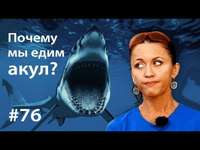 Евгения Тимонова. Почему мы едим акул?