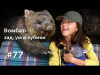Евгения Тимонова. Вомбат: ум, зад и кубики