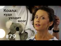 Евгения Тимонова. Коала: куда уходит мозг