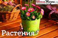 Любовь Музыка. Чем полезен можжевельник?