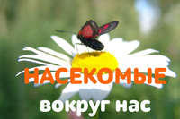 . Мадагаскарский таракан: чудовище или домашний любимец?