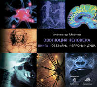 Александр Марков. Обезьяны, нейроны и душа