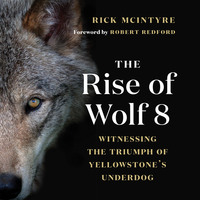 . The Rise of Wolf 8 - Witnessing the Triumph of Yellowstone's Underdog - Alpha Wolves of Yellowstone: A Trilogy, Book 1 (Unabridged)