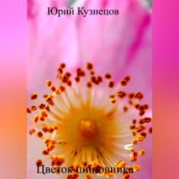 . Цветок шиповника