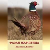 Валерий Жиглов. Фазан жар-птица