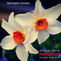 Виктория Зонова. Нарциссы. Лучшие сорта