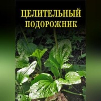 Иван Дубровин. Целительный подорожник