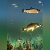 . Водоем – кормилец