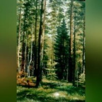. Лес – кормилец