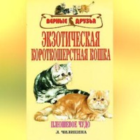 . Экзотическая короткошерстная кошка