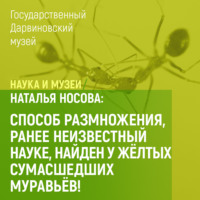 Наталья Носова. Способ размножения, ранее неизвестный науке, найден у желтых сумасшедших муравьев!