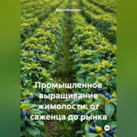 Война Владимир. Промышленное выращивание жимолости: от саженца до рынка