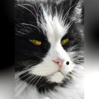 Геннадий Владимирович Ильич. Похождения кота Тишки