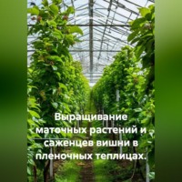 Война Владимир. Выращивание маточных растений и саженцев вишни в пленочных теплицах.