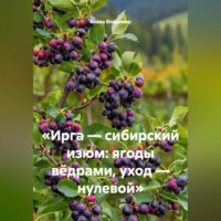 Война Владимир. «Ирга — сибирский изюм: ягоды вёдрами, уход — нулевой»