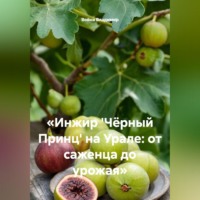Война Владимир. «Инжир 'Чёрный Принц' на Урале: от саженца до урожая»