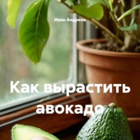 Иван Андреев. Как вырастить авокадо