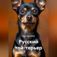 Турист Мартовский. Русский той-терьер