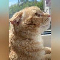 Арина Ушакова. Кот по кличке Лис