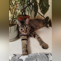 Елена Витоль. Кошка Шери: Спасение из-под облаков