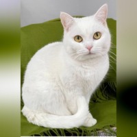 Елена Витоль. Кошка Беляша: Снежная Королева приюта