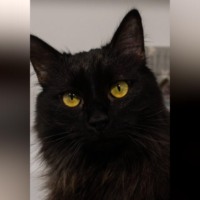 Елена Витоль. Кошка Бэлла: Угольная королева приюта