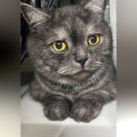 Елена Витоль. Кот Адам: Мягкий медвежонок приюта