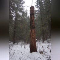 . Из записок участкового Максимова